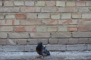 colombe et mur.oiseau et vieux mur. colombe grise assise sur un mur vintage. oiseaux et murs. photo