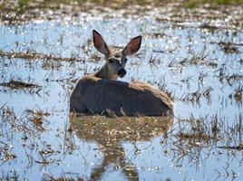 cerf dans l'étang photo