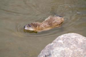 rat musqué dans l'étang photo