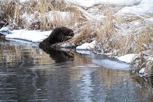 castor en hiver photo