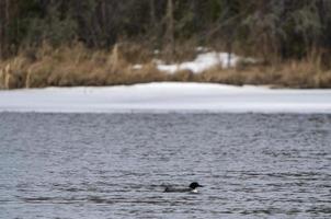 plongeon huard photo