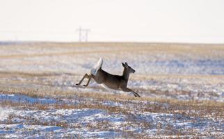 cerf en hiver photo