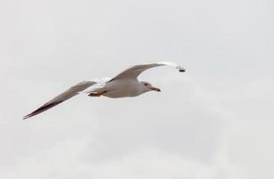 mouette en vol photo