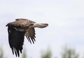 faucon swainson saskatchewan photo