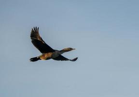 cormorans en vol photo