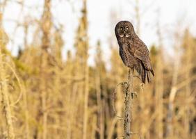 chouette lapone de la saskatchewan photo