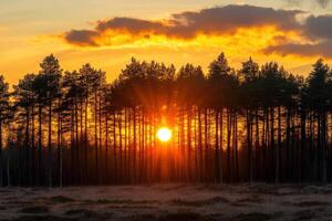 le coucher du soleil derrière une forêt de des arbres dans une silencieux Naturel paysage pendant le en retard soir heures avec vibrant Orange ciels photo