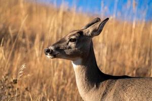 cerf à l'état sauvage photo