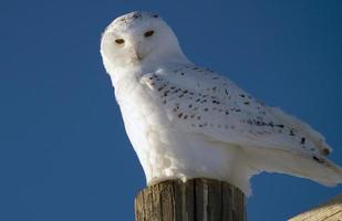 hibou des neiges en hiver photo