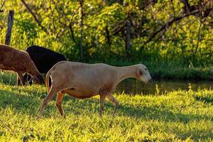 moutons adultes élevés par des animaux photo