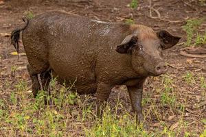 cochon élevé dans une porcherie extérieure photo