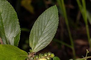 plante angiosperme en gros plan photo