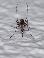 moustique de la fièvre jaune femelle adulte photo