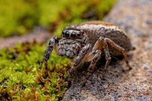 araignée sauteuse femelle adulte
