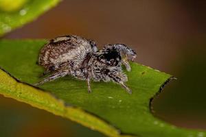 araignée sauteuse femelle adulte