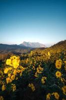 vue sur la montagne et fleurs jaunes le soir photo