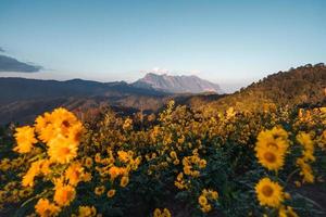 vue sur la montagne et fleurs jaunes le soir photo