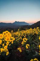 vue sur la montagne et fleurs jaunes le soir photo