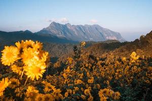 vue sur la montagne et fleurs jaunes le soir photo