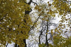 vue de dessous des feuilles colorées sur les arbres d'automne. photo