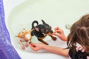 deux chiens chihuahua se baignent dans une baignoire. la fille donne aux animaux une friandise de ses mains dans la salle de bain. photo