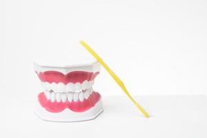 modèle de dents artificielles sur fond blanc de démonstration de soins dentaires photo