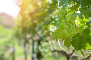 raisin dans le vignoble pour faire du vin photo