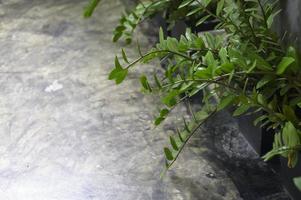 arrière-cour moderne avec des plantes naturelles arrière-cour moderne avec des plantes naturelles photo