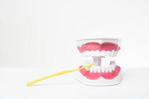 modèle de dents artificielles sur fond blanc de démonstration de soins dentaires photo