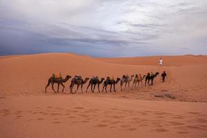 bédouins en costume traditionnel menant des chameaux à travers le sable dans le désert photo