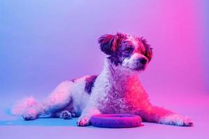 portrait de chien mignon de race mixte à la lumière des lampes colorées photo