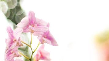 fleur d'orchidée rose sur fond de bokeh flou vert. concept naturel tropical