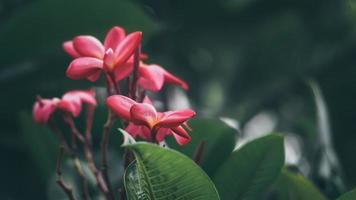 fleurs tropicales frangipanier plumeria. belle fleur de plumeria rubra rouge