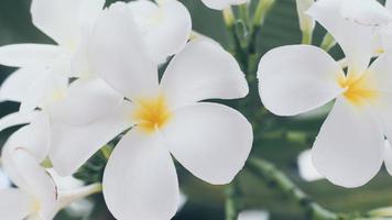 fleurs tropicales frangipanier plumeria. belle fleur blanche de plumeria rubra