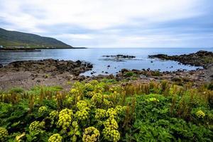 2021 08 16 borgarfiordur eystri plage islandaise photo