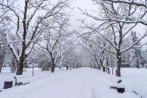 couronnes d'arbres enneigés dans le jardin botanique d'hiver, minsk photo