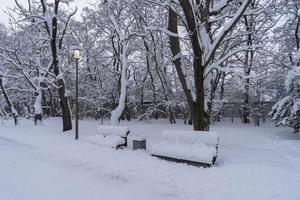 couronnes d'arbres enneigés dans le jardin botanique d'hiver, minsk photo