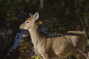 cerf en hiver photo