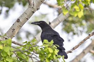 corbeau dans l'arbre photo