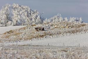 gel hiver saskatchewan photo