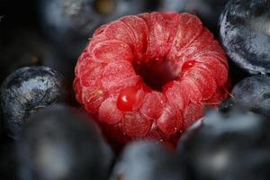 macro gros plan fruits