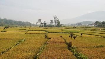 large vue sur la rizière. photo
