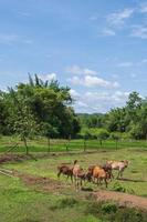 de nombreuses vaches paissent dans le pré. photo