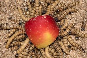 les larves de zofoba vers mangent une pomme rouge photo