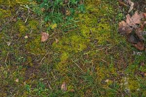 herbe verte et jeune, germée d'une terre humide. aménagement paysager de printemps. photo