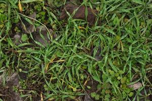 herbe verte et jeune, germée d'une terre humide. aménagement paysager de printemps. photo