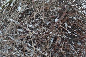 texture de neige avec des plantes au sol photo