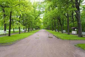 tsarskoïe selo pouchkine, st. petersburg, allée dans le parc, arbres et arbustes, sentiers pédestres. photo