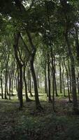 paysage pittoresque de la forêt verte pleine d'arbres. photo