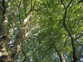 sommet de l'arbre vert photo